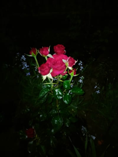 A cluster of vibrant pink roses, some in full bloom and others as tight buds, is the central subject of this image. The roses are wet, suggesting recent rain or watering, with water droplets visible on their petals and dark green leaves. Interspersed among the roses are small, delicate blue flowers. The scene is dark, indicating it was taken at night or in deep shade, with the background being a blurred expanse of dark green foliage and shadowy ground. A single dark red rosebud is visible in the lower left corner, partially obscured by leaves. The image appears to be taken outdoors, likely in a garden setting in Khodorkivtsi, Ukraine.