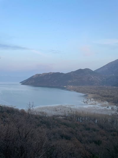 The image presents a wide panoramic view of Lake Skadar in the vicinity of Godinje, Montenegro, observed from an elevated position. The upper portion displays a pale blue sky with subtle pinkish undertones near the horizon and numerous small, dark specks indicative of birds scattered across it. A significant range of dark, rugged mountains, sparsely vegetated, forms the middle ground, with one large promontory extending into the lake from the left. The calm surface of Lake Skadar, appearing light blue-grey, occupies the central and lower-left areas. The immediate shoreline features a wide expanse of light-toned, leafless deciduous trees and reeds, indicative of wetlands. Rising into the foreground are denser, darker brown/grey deciduous trees with bare branches, suggesting a dormant state. Faint, indistinct structures are visible along the distant shoreline at the base of the mountains on the right side. No individuals or discernible human activity are present.