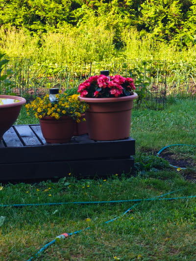 In Lapmežciems, Latvia, an outdoor garden scene features several potted plants. In the foreground, a dark wooden platform holds two terracotta pots. One pot contains bright pink begonia flowers, and the other holds small yellow flowers, possibly bidens. A third, larger terracotta pot, partially visible on the left, appears to be a water feature or bird bath, holding water. Behind the platform, a green wire fence encloses a garden bed with various plants, including what appear to be onions. The background is filled with lush green foliage. A blue garden hose snakes across the mowed grass in the lower right portion of the image, partially obscured by blades of grass. The lighting suggests it is daytime, with sunlight illuminating the scene. There are no people or animals visible.