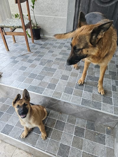 Two German Shepherds, an adult and a puppy, are on a tiled patio in Yalangach, Uzbekistan. The adult dog is lying down, facing left, with its head resting on the floor. The puppy is sitting up, looking towards the camera with its mouth open and tongue visible, appearing excited and playful.
The patio is covered in square, grey tiles with lighter grey grout. The adult dog's fur is a mix of brown and black, typical of the breed. The puppy is a lighter tan color with dark markings around its eyes and muzzle.
To the left of the image, there is a dark grey door or wall, and a wooden plant stand with a black pot holding a green plant with long leaves. The plant stand is made of light-colored wood.
The lighting suggests it is daytime, possibly morning or afternoon, with no strong shadows indicating direct sunlight. The scene appears to be outdoors, on a patio or entrance area. The overall mood is relaxed and domestic, with the puppies' expression conveying a sense of energy and engagement. There is no visible text in the image.