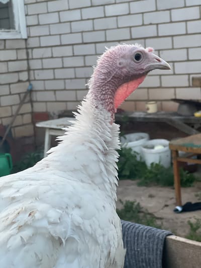 In Bizyaki, Russia, a white turkey stands in an outdoor setting. The turkey's head and neck are partially visible, with pinkish-red skin and white feathers. The background features a white brick wall, suggesting a building nearby. Various objects are scattered in the background, including a green watering can, a table with a white surface, wooden planks, and white buckets. Green foliage is visible behind the buckets. The lighting suggests it is daytime.