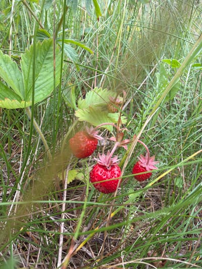 A close-up, slightly blurry shot captures a cluster of wild strawberries nestled amongst tall green grass and other foliage. Three ripe, bright red strawberries are visible, their textured surfaces dotted with tiny seeds. One strawberry is partially obscured by a stem, while the other two are more prominent. Delicate green leaves and pinkish-red sepals surround the berries. The overall setting appears to be a natural outdoor environment, likely a meadow or woodland edge, given the presence of wild vegetation. The lighting suggests it's daytime, possibly late morning or afternoon, with diffused light filtering through the greenery. There are no people or text visible in the image. The scene evokes a sense of foraging and the simple beauty of nature.
