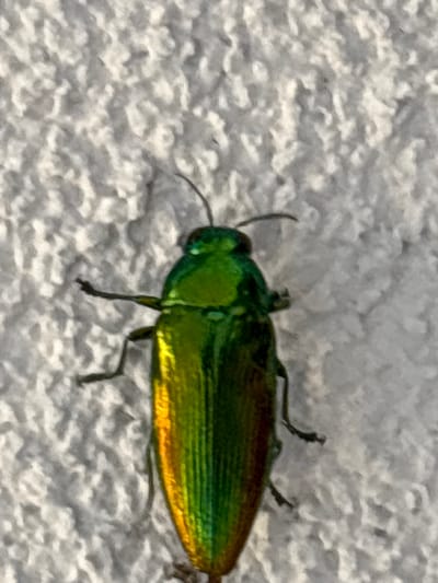 This is a close-up, horizontal, eye-level shot of a metallic green beetle resting on a textured, light-colored surface, possibly a wall. The beetle is oriented diagonally across the frame, with its head pointing towards the left and its body extending towards the right. Its iridescent exoskeleton displays vibrant shades of green, transitioning to yellow and hints of orange towards its posterior. The beetle has prominent antennae, visible on the left side of its head, and several legs are extended, gripping the surface. The background is out of focus, creating a shallow depth of field that highlights the beetle as the primary subject. The lighting appears to be natural, suggesting it could be daytime. There is no visible text in the image. The textured surface suggests an outdoor setting in Vicenza, Italy, possibly a rough stucco wall. The overall impression is of a detailed observation of an insect in its environment.