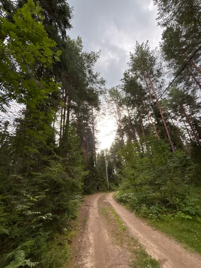 The image shows a dirt road winding through a dense forest. Tall evergreen trees, likely pines and spruces, dominate the landscape, their branches reaching towards a cloudy sky. Sunlight filters through the canopy in some areas, creating a dappled effect. The road itself is unpaved, showing tire tracks and evidence of recent use. The vegetation on either side of the road is lush and green, with various types of bushes and smaller trees. There are no people or animals visible in the image. The overall impression is one of a remote, natural setting within the city of Kostiurino, Russia.