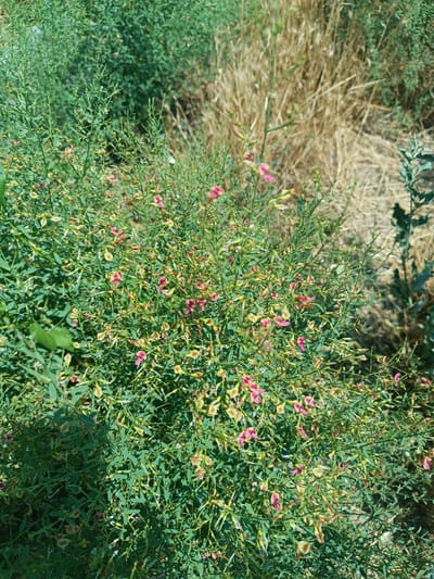 A close-up, eye-level outdoor shot captures a dense, green shrub with small pink flowers and numerous seed pods. The shrub is abundant, with thin stems branching out to support the foliage and reproductive parts. Some parts of the shrub are yellowing, indicating the passage of time or the stage of its life cycle. In the background, dry, tall grass creates a textured contrast with the vibrant green of the shrub. The scene appears to be a natural landscape, possibly in the vicinity of Ghukasavan, Armenia, where such vegetation is common. There are no people, animals, or man-made objects in the frame, suggesting a natural, undisturbed environment. The lighting indicates a sunny day, casting shadows and highlighting the details of the plant life.