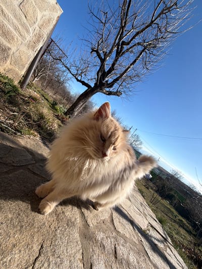 The image displays a long-haired feline, predominantly cream-colored with light ginger and greyish-brown highlights, seated on irregular stone paving in Katina, Bulgaria. The cat is positioned in the lower center, looking downwards and slightly to its left, with its eyes partially closed. To the left, a light-colored stone wall is partially visible, featuring a vertical metal pipe or conduit. Behind the paving and wall, a sloped terrain covered with dry grass, sparse vegetation, small green plants, and a few purple flowers extends into the background. Several bare deciduous trees with intricate branch structures rise against a clear, bright blue sky. Thin black power lines are visible against the sky in the upper right quadrant. Strong shadows are cast upon the stone paving by the cat and other elements, indicating direct sunlight. Faint outlines of distant structures are discernible on the horizon.