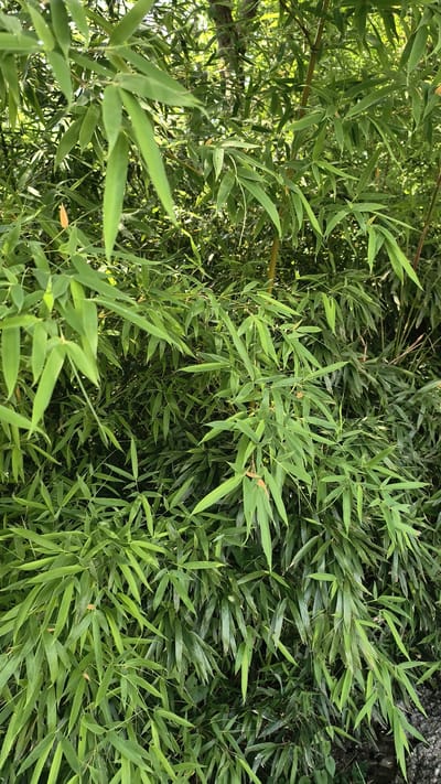 This is a full-frame, eye-level, vertical shot of dense bamboo foliage. The image is dominated by numerous green leaves and thin stalks, creating a natural, overgrown appearance. The lighting suggests a bright, possibly sunny day, with some dappled light filtering through the canopy. There are no people or man-made objects visible in the frame. The scene depicts a natural environment, possibly a garden or park area. The location is identified as Prigorodny, Russia.