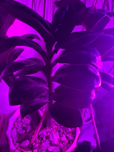 An indoor close-up shot captures the leaves and stems of a plant, illuminated by purple grow lights. The leaves are dark green and glossy, with visible veins. They are arranged alternately along thick, upright stems. The plant is potted in a white container filled with small, light-colored stones. The background is blurred and also appears to be lit by the same purple light, creating an abstract effect. The image does not depict any specific location in Tokaryovo, Russia, nor does it contain any people or discernible actions.