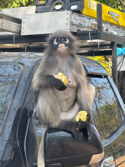 A dusky langur sits on a black car's side mirror, holding and eating corn. The monkey has gray fur with black hands and feet, and its face has white markings around the eyes and mouth. The car is parked near a yellow ladder and some greenery, suggesting an outdoor environment. The monkey appears relaxed as it enjoys its meal.