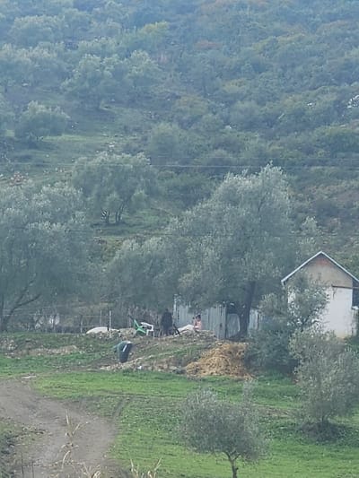The image depicts a rural scene in Moqrisset, Morocco, characterized by a hilly, verdant landscape under an overcast sky. The terrain is densely covered with olive trees and other low-lying green vegetation. A dirt track, visible in the lower left foreground, meanders through a grassy area.

In the midground, a small, single-story building with white walls and a light-colored, sloped roof is situated on the right. To its left, a corrugated metal fence or structure encloses an area. Four individuals are present near this enclosure.

One individual, dressed in dark clothing, is bent over in the lower-center midground, appearing to engage with the ground, possibly performing agricultural work. Behind this individual, a pile of light-brown organic material, consistent with hay or straw, is visible.

Further back, near the corrugated metal structure, three other individuals are observed. One person in dark attire is seated near a green plastic chair. Another individual, wearing light-colored clothing (possibly pink or orange), is seated behind the metal structure. A third person is partially obscured within this seated group. No direct interactions between the individuals are discernible. The background consists of steep, tree-covered hills.