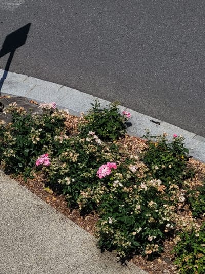 A view from above shows a gray asphalt road meeting a gray concrete curb. Beyond the curb is a flower bed, filled with mulch and green bushes with small, pale pink flowers. The plants are a mix of healthy, leafy green growth and dried, brown blossoms. The flower bed is adjacent to a gray stone surface with a speckled texture. A long shadow of a pole is visible in the lower left corner of the road.