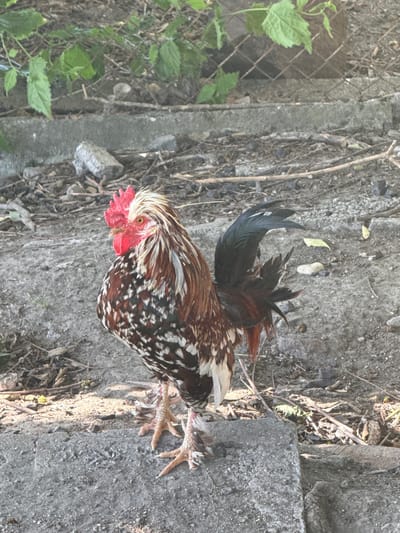 A rooster stands on a concrete surface in an outdoor, rural setting. The rooster has a red comb and wattle, and its plumage is a mix of brown, white, and black speckles. It has distinctively feathered legs. The ground is covered with dirt, small stones, and dry twigs. In the background, there is a chain-link fence partially obscured by green foliage. The scene appears to be in or near the city of Rusokastro, Bulgaria.
