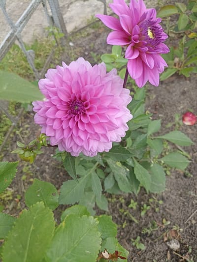 The image shows two pink dahlia flowers in bloom, with a third unopened bud on the left. The flowers are positioned in a garden bed with dark soil and scattered green leaves. A metal fence is visible in the background on the left, and a single fallen red petal lies on the ground to the right of the flowers. The lighting suggests it is daytime. The scene is located in the Прыбыткаўскі сельскі Савет, Belarus.