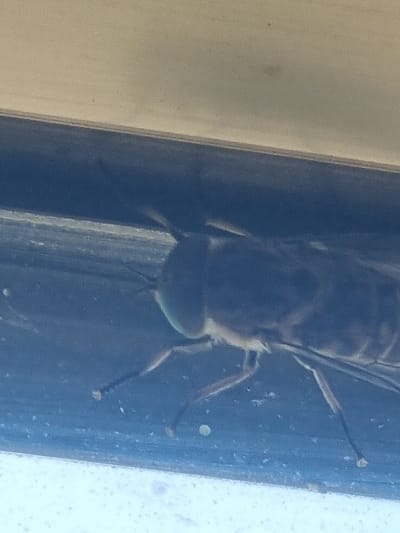 The image is a close-up, horizontal shot of a large fly, possibly a horse fly, resting on a surface that appears to be a window frame or ledge. The fly is facing left, with its large, iridescent green eyes prominently visible. Its body is dark and segmented, and its legs are extended, gripping the surface. The background is out of focus, showing a dark blueish area and a lighter, textured area above. The lighting suggests it is daytime, likely natural light. The overall impression is a macro photograph of an insect in its environment.