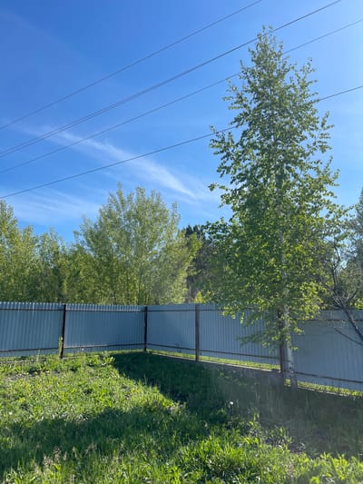 The image depicts a rural scene in Verkh-Katunskoye, Russia. A corrugated metal fence runs parallel to a patch of overgrown grass and weeds. Trees with green foliage stand on both sides of the fence. Power lines stretch across the bright blue sky. There are no people visible in the image.