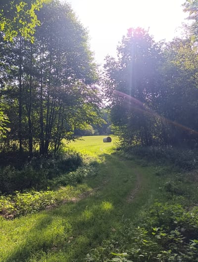 The image depicts a sun-drenched pathway through a wooded area, leading to a sunlit meadow in Uniejów, Poland. The pathway is flanked by dense green foliage and trees, with sunlight filtering through the leaves, creating dappled patterns on the ground. In the distance, a large, round bale of hay rests in the center of the meadow, illuminated by the bright sun. The sky above is bright, with lens flare visible, indicating a clear, sunny day. The overall scene conveys a tranquil, rural atmosphere.