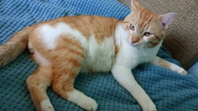 An orange and white cat is lying on a textured blue blanket. The cat is facing to the right of the frame, with its head turned to look towards the viewer. The cat's fur is striped with orange and white. Its eyes are light brown. The blanket is a deep blue color and has a raised, patterned texture. The background appears to be a sofa with a brown cushion. There is no discernible information about the location in Lipovo, Russia.