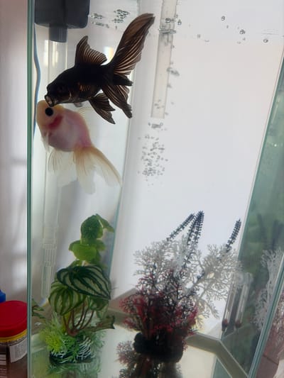 Two goldfish, one black and one pale pink, swim in an aquarium. The black fish, positioned above the pink one, appears to be touching the pink fish's mouth. The aquarium contains a bubbler, green artificial plants, and red and white artificial coral-like decorations. The background is a plain white wall. There is a red-lidded container and a partially visible bottle of fish food on a surface to the left of the aquarium. The scene is indoors, with no specific city or location details provided in the image.