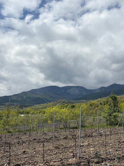 The image depicts a vineyard adjacent to a mountain under a cloudy sky. The soil in the vineyard is dark and rocky. Rows of metal stakes and wires support the grape vines. The mountain is covered in vegetation, including trees and shrubs. The sky is filled with gray and white clouds. No people are visible. The location is unspecified, but the prompt mentions Zaprudnoe, Ukraine.