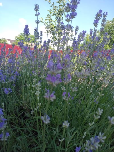 The image shows a close-up view of a lavender field with a red fence and trees in the background, under a bright blue sky. The lavender plants are in bloom, with many purple flowers and green stems. The focus is on the lavender, with some parts of the plants blurred due to the close proximity. A small bee is visible on a lavender stem in the middle-right of the image. The scene appears to be a garden or a cultivated field. The specific location of Elizaveta, Moldova is not visually identifiable from the image itself.