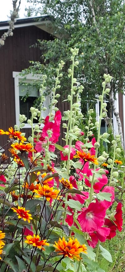 In Pihali, Estonia, a garden scene is captured with a focus on vibrant flowers in the foreground and a building in the background. The foreground is dominated by a variety of blooming flowers, including bright pink hollyhocks with tall green stalks bearing numerous buds, and cheerful orange and yellow daisy-like flowers with dark centers and dark foliage. The flowers are densely packed, creating a colorful and textured display. Behind the flowers, a dark brown wooden building with a white-trimmed window is partially visible. Lush green trees and foliage are situated behind the building, suggesting a natural or semi-rural setting. The overall impression is a lively, outdoor setting during the daytime, likely during the summer season given the blooming flowers. There are no people or animals visible in the image.