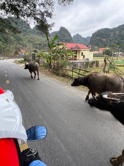 The image captures a rural scene in Quốc Toản, Vietnam, featuring several water buffaloes on a paved road from a first-person perspective on a motorcycle. In the foreground, parts of the motorcycle and rider are visible, including a red motorcycle body, a white helmet, a blue pant leg, a black boot with white details, and a side mirror reflecting the blue pants.

On the paved road, two larger water buffaloes are positioned towards the right side of the frame. One, primarily visible from its mid-body upwards, has a rope around its snout/horns and is looking downwards. A smaller, lighter-colored buffalo calf is walking away further down the road on the left side.

The setting includes a picturesque landscape with lush green, rocky mountains rising in the background under an overcast, cloudy sky. On the left side of the road, a wooden fence separates the road from a patch of vegetation, including banana plants. Behind this, a yellow house with a prominent red roof and dark red window frames is visible. Beyond the house, agricultural fields stretch towards the base of the mountains, with hints of other distant structures.

The activity suggests that the motorcycle rider has encountered the buffaloes freely roaming on the road, a common sight in rural Vietnam. The time of day appears to be daytime, with an overcast sky. No explicit emotions are discernible. Visible text is present on the black boot (a white logo or text) and potentially on the white helmet, but it is not clearly legible.