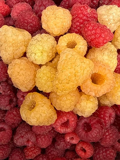 The image is a close-up, overhead view of a large pile of raspberries, with both red and yellow varieties visible. The berries are plump and ripe, with their characteristic bumpy texture clearly defined. The lighting appears to be natural and even, suggesting it might be daytime, although no specific time of day can be determined. The setting is abstract, as the focus is solely on the fruit, but given the location context of Izobilnyy, Russia, it is likely these raspberries were recently harvested and are either being prepared for sale, consumption, or preservation. There is no discernible activity or event taking place, beyond the still life of the fruit itself. Notable details include the intricate patterns of the individual drupelets that make up each raspberry, and the subtle variations in color within both the red and yellow groups. There is no visible text in the image.