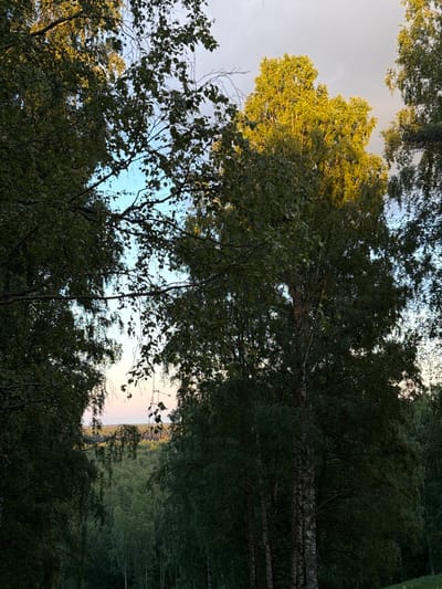 The image depicts a dense forest with a canopy of trees in the foreground and midground. The sky is visible through gaps in the foliage, with patches of blue and some overcast clouds. The light suggests either early morning or late afternoon, with some trees illuminated by golden sunlight. In the distance, the forest stretches out, and on the horizon, there are faint structures that could be buildings or industrial elements. The overall impression is of a natural, wooded landscape. The provided information states the location is Voeikovo, Russia. There are no people, animals, or explicit actions visible in the image.