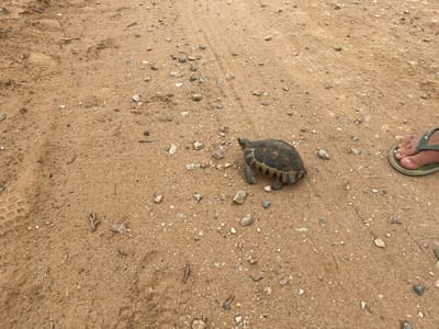 A small, dark-shelled tortoise, approximately 15 cm in length, is observed moving across a reddish-brown dirt path in the Sundays River Valley Local Municipality, South Africa. The tortoise, displaying a patterned carapace of dark and lighter brown scutes, is positioned in the mid-ground, heading towards the upper-left. To the immediate right of the tortoise, a human right foot, wearing a green flip-flop, rests on the same dirt surface. The path is composed of compacted reddish-brown soil, sparsely strewn with small grey and white pebbles and some dry organic matter. A tire tread impression is visible on the left side of the path, in the lower-left quadrant of the image. No direct physical interaction between the human and the tortoise is depicted.