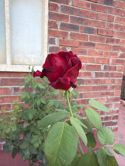 A single, deep red rose is in full bloom, positioned slightly off-center to the right of the frame. Its petals are velvety and tightly curled, with darker, almost black edges. The rose is supported by a green stem with visible thorns. Below the rose, a cluster of green leaves forms a dense bush. In the background, a weathered brick wall, composed of reddish-brown bricks with dark mortar, creates a textured backdrop. To the left of the rose, a section of a window with frosted or opaque glass is visible, framed by a light-colored, possibly stone, border. The overall scene suggests an outdoor setting, likely a garden or patio, in Gedera, Israel.
