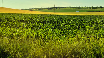 The image depicts a vast agricultural landscape under a bright, clear sky, likely during the daytime. The scene is dominated by vibrant green fields of young corn, which fill the foreground and mid-ground. Beyond the corn, a rolling hillside transitions to a field of golden wheat, creating a striking contrast in color. In the distance, there are more green fields, and a small white structure, possibly a barn or silo, is visible. Utility poles and power lines stretch across the horizon, suggesting the presence of infrastructure within the rural setting. The overall impression is one of natural beauty and agricultural productivity. The location is identified as Băcioi, Moldova. There is no visible text in the image.