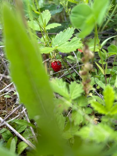 A close-up, slightly blurry, horizontal shot focuses on a single, small, ripe wild strawberry, bright red and dotted, hanging from a green stem. The strawberry is positioned slightly right of center, partially obscured by large, blurred green leaves in the foreground and other greenery in the background. The surrounding environment appears to be a natural, outdoor setting, possibly a forest floor or a grassy area, with evidence of dry vegetation and moss. There are no people or animals visible in the image. The overall impression is one of a detail captured in nature, with the strawberry being the primary subject. The location in Yerzovka, Russia, is not visually evident from the image itself, but the description is provided as requested.