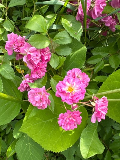 In Dubrovino, Russia, a close-up shot captures a cluster of vibrant pink roses nestled amongst lush green foliage. The roses, in various stages of bloom, display delicate petals and some reveal a yellow center. The leaves are broad and serrated, providing a rich backdrop to the floral display. The lighting suggests a sunny day, with some areas of the leaves showing dappled sunlight and others in shadow. The scene appears to be a natural outdoor setting, likely a garden or a wild growth area. There are no people or animals present.