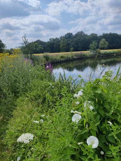 The image depicts a serene waterscape with lush vegetation in Isselburg, Germany. A calm body of water, reflecting the cloudy sky, is bordered by a dense growth of green plants and wildflowers. The foreground is dominated by various green plants, including a large white flower with fluffy petals and several white trumpet-shaped flowers. Tall, thin reeds rise from the water's edge. In the middle ground, a line of wooden posts separates the water from a field of yellow wildflowers and purple blossoms. The background features a line of mature trees against a sky filled with fluffy white clouds. No people or animals are visible in the scene.