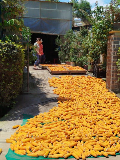 In K'Rèn, Vietnam, two individuals are observed standing near a building with an open doorway. The building appears to be a structure for agricultural purposes. In the foreground and extending into the midground, a vast quantity of dried corn cobs is spread across a concrete surface and a green tarp. The corn cobs are yellow and appear to be in the process of drying, likely in the sun. Several wooden crates, some filled with corn, are also visible. The environment is outdoors, with lush green foliage and trees surrounding the area, suggesting a rural or semi-rural setting within K'Rèn. The lighting indicates it is daytime, with shadows cast on the concrete, suggesting bright sunlight. The scene depicts an agricultural activity, specifically the drying of harvested corn.