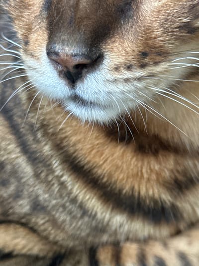 This is an extreme close-up, full-frame photograph of a Bengal cat's face, focusing on its nose, mouth, and whiskers. The cat's fur displays the characteristic brown and black rosettes of the breed. The nose is dark and moist, and the white fur around its mouth and chin is clearly visible, along with numerous long, white whiskers. The background consists of the cat's patterned fur, blending from light brown to dark brown stripes. The image does not depict any elements related to the city of Gornyi Erik, Russia, nor does it show any people, actions, or interactions. The perspective is tightly focused on the feline's facial features, emphasizing texture and pattern.