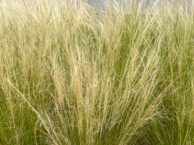 The image captures a dense field of tall, feathery grass, likely ornamental grass due to its slender, flowing appearance and golden-brown hues. The grass stalks are tightly packed, creating a textured, almost abstract pattern. Hints of green foliage are visible beneath the dominant golden tones, suggesting a natural setting. The lighting appears soft and diffused, hinting at an overcast day or early morning/late afternoon sun. There are no people or discernible objects within the frame, the focus being solely on the botanical subject. The visual is static, with no discernible activity or event. The overall impression is one of natural beauty and tranquility, with the delicate strands of grass creating a sense of movement and lightness. No text is visible in the image.