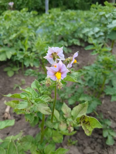 The image shows a close-up view of potato plants with pink and yellow flowers. The plants are growing in a field with dirt ground and other greenery in the background. The potato plants have green leaves, some of which show signs of browning or discoloration. There are several potato flowers visible, characterized by their delicate pink petals and bright yellow centers. The background is blurred, suggesting the focus is on the foreground plants. The overall scene depicts a natural outdoor environment, likely a garden or agricultural field. The image was taken in Boryspil, Ukraine.