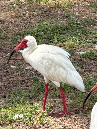 This media file shows two white ibises with bright red legs and faces, standing on a grassy area with dry leaves and twigs. One ibis is more prominent in the foreground, facing left with its long, curved beak pointing downwards. Its white plumage is clearly visible, as are its red legs. The second ibis is partially visible in the background, also with white plumage and red legs. The setting appears to be outdoors, with natural vegetation suggesting a park or a natural habitat. The lighting suggests it is daytime, likely sunny given the clear visibility and shadows. There is no visible text in the image. The overall impression is of a serene moment captured in nature, showcasing the distinct features of these birds.