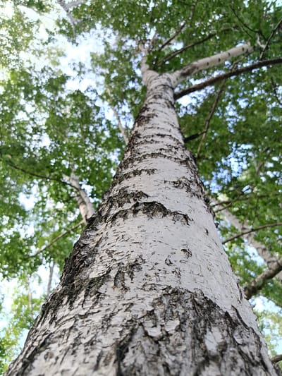 The image is a close-up, low-angle shot of a birch tree trunk, looking upwards towards the canopy. The rough, white bark with dark, textured patches is the main focus of the foreground, with its intricate patterns clearly visible. In the background, out of focus, are the green leaves of the tree and branches against a bright sky, suggesting a sunny day. The blurry, bokeh effect on the leaves and sky indicates a shallow depth of field, emphasizing the detail of the tree trunk. The scene evokes a feeling of being immersed in nature, looking up from the base of a majestic tree. There is no visible text in the image. The location context is provided as Barkhatovo, Russia.