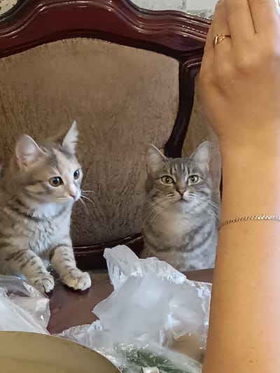Two young tabby cats are positioned on a wooden surface, with a person's arm visible in the foreground. The cat on the left is looking to the left with wide, observant eyes, while the cat on the right is looking directly at the camera with a curious expression. Both cats have light grey and darker grey stripes. White plastic bags are scattered around them on the surface. In the background, the cats are partially obscured by the plush, brown upholstery of a piece of furniture, possibly a sofa or chair, with a dark, polished wooden frame. The person's arm in the foreground wears a delicate bracelet and a ring on one finger. The overall setting suggests an indoor environment, likely a home. There is no discernible information about the city of Brodokalmak, Russia, or any specific location within it.
