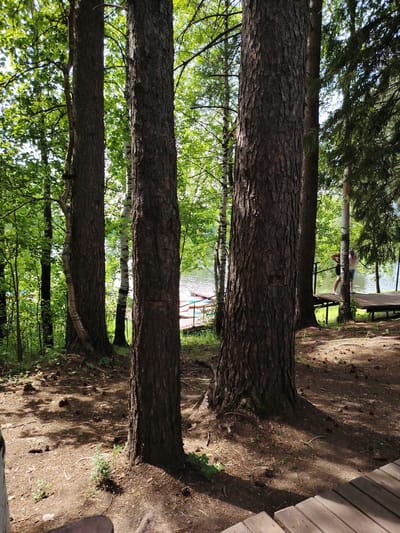 In Выльтыдор, Russia, this image captures a sun-dappled forest scene next to a body of water. Dominating the foreground are the thick, textured trunks of several large pine trees. Pine needles and cones litter the sandy, root-riddled ground. Beyond the trees, a calm lake or river is visible, with a wooden pier extending into it. On the pier, a person with light-colored hair and a pink top is standing, looking out towards the water. The overall atmosphere is peaceful and natural, suggesting a recreational area within a wooded environment.