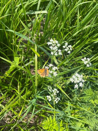 A small, orange butterfly with dark spots rests on a cluster of small white flowers. The butterfly is positioned in the lower right quadrant of the image, facing towards the left. Its wings are partially open, revealing the intricate patterns. The white flowers are delicate and clustered together, appearing to be part of a larger plant with thin green stems.
The butterfly and flowers are set amidst a backdrop of lush green grass and other foliage. The grass blades are long and varied in thickness, with some appearing to have lighter green or yellowish stripes. The overall impression is a natural, outdoor setting. The lighting suggests it is daytime, likely a sunny day, given the bright illumination and distinct shadows. The image has a shallow depth of field, with the butterfly and immediate flowers in sharp focus, while the surrounding grass and background elements are softened.
No people or man-made objects are visible. The scene appears to be a natural habitat, possibly a meadow or field. The image captures a moment of stillness, with the butterfly resting on the flowers. The colors are vibrant, dominated by the greens of the foliage and the orange of the butterfly, contrasted by the white of the flowers. The location context of Vasylkiv, Ukraine, suggests a temperate climate where such flora and fauna would be common during warmer months. The image conveys a sense of peace and the beauty of nature.