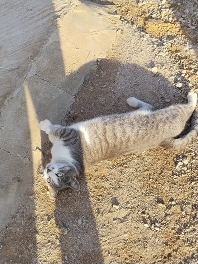 A domestic cat is observed lying on its back on an outdoor surface in Lo Ferro, Spain. The animal exhibits a grey and white tabby pattern, with a white chest, belly, and paws, contrasting with striped grey fur on its back and sides. Its green eyes are directed upwards. The cat is positioned partially on a light-colored, cracked concrete surface and partially on loose, light brown gravelly dirt. The scene is illuminated by strong sunlight, which casts distinct shadows, including a vertical shadow stripe on the concrete to the left of the cat's head and the cat's own shadow on the ground. No human presence is detected.