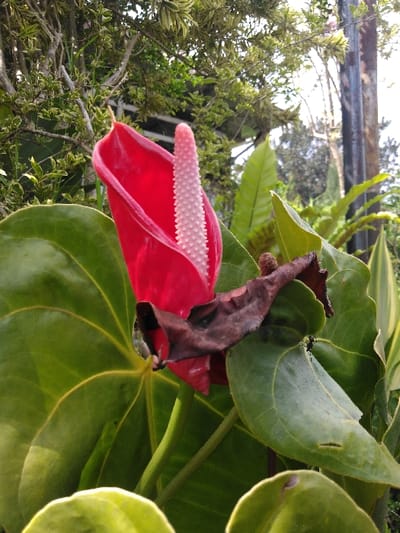 The scene is an outdoor botanical setting, located in El Rincón de Monagas, Venezuela. The primary subject is a single Anthurium flower, specifically a red spathe with a prominent, erect, light pink spadix displaying a granular texture. The flower is positioned centrally and slightly to the left. Surrounding the flower are multiple large, ovate, dark green leaves exhibiting visible venation. A single desiccated leaf, brown and shriveled, is observed resting on a larger green leaf directly below and to the right of the red flower. Additional green foliage, some with variegated lighter green and yellow patterns, forms the midground and blurred background. A vertical, dark-colored pole is visible on the right side of the frame, extending upwards. The lighting suggests natural daylight conditions. No human figures or discernible animal life are present.