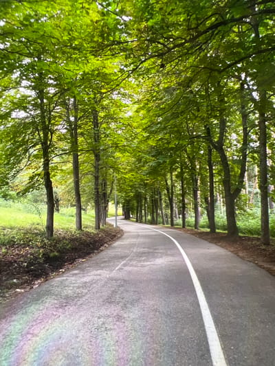 A paved pathway curves through a park lined with mature trees. The pathway is marked with a white line down the center and appears to be a pedestrian or cycling path. The trees are lush and green, forming a canopy overhead, with sunlight dappling through the leaves. The ground beside the path is covered with grass and fallen leaves. In the distance, the path disappears around a bend, suggesting a longer route through the park. The overall impression is one of a serene and natural urban park setting.
