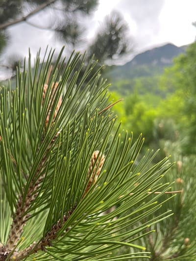 The image depicts a close-up of pine needles against a blurred background. The pine needles are green and arranged in clusters. A small brown pinecone is visible among the needles. In the background, there are blurred shapes that could be trees and mountains, suggesting a natural environment. Based on the location mentioned (Crna Poda, Montenegro), this is likely a pine forest within a mountainous region. There are no people, actions, or interactions evident in the image.