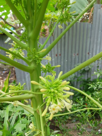 The image displays a close-up view of a papaya tree's trunk and branches, laden with numerous clusters of pale yellow flowers and green buds. The tree's stem is thick and green, with several branches extending outwards. The flowers are delicate and small, with some appearing to be in full bloom while others are still tightly closed. The background consists of a corrugated metal fence, greenery, and some fallen leaves on the ground. The lighting suggests it is daytime, with natural light illuminating the scene. There are no people or animals visible in the image.