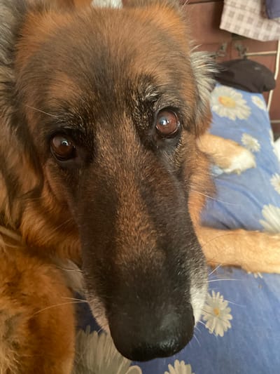 The media file is a close-up, low-angle, outdoor shot of a German Shepherd dog's face. The dog is lying on its back, with its head tilted upwards towards the camera. Its fur is a mix of brown, black, and tan. The dog's eyes are large and brown, with a reflective quality. Its nose is black and prominent. In the background, a blue and white patterned blanket with daisy designs can be seen. The overall impression is one of a relaxed and affectionate pet. The lighting suggests it is daytime. The location is Vasylky, Ukraine.