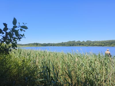 The image depicts a serene lakeside scene in Кругліцкі сельскі Савет, Belarus. In the foreground, tall green reeds dominate the view, swaying gently in the breeze, with a cluster of dark green leaves on a branch visible in the upper left corner. Beyond the reeds, a calm, bright blue lake stretches out, its surface reflecting the clear, cloudless sky. Across the lake, a dense, green treeline forms the horizon, suggesting a heavily forested area. On the right side of the image, a lone individual wearing a straw hat and a brown shirt is seated, facing the water, presumably fishing. The overall atmosphere is one of peace and natural beauty on a sunny day.